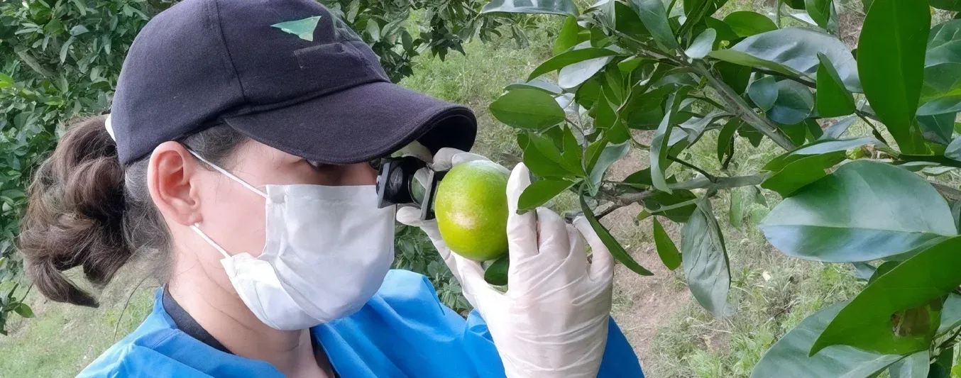 Inspección de cítricos por el ICA