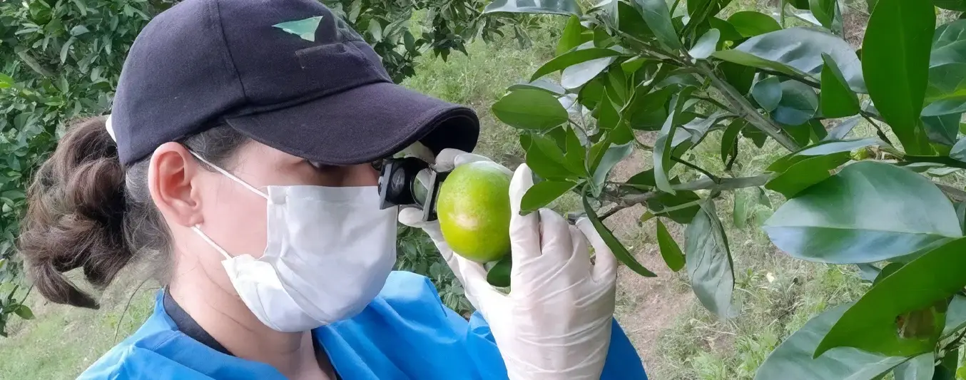 Inspección de cítricos por el ICA