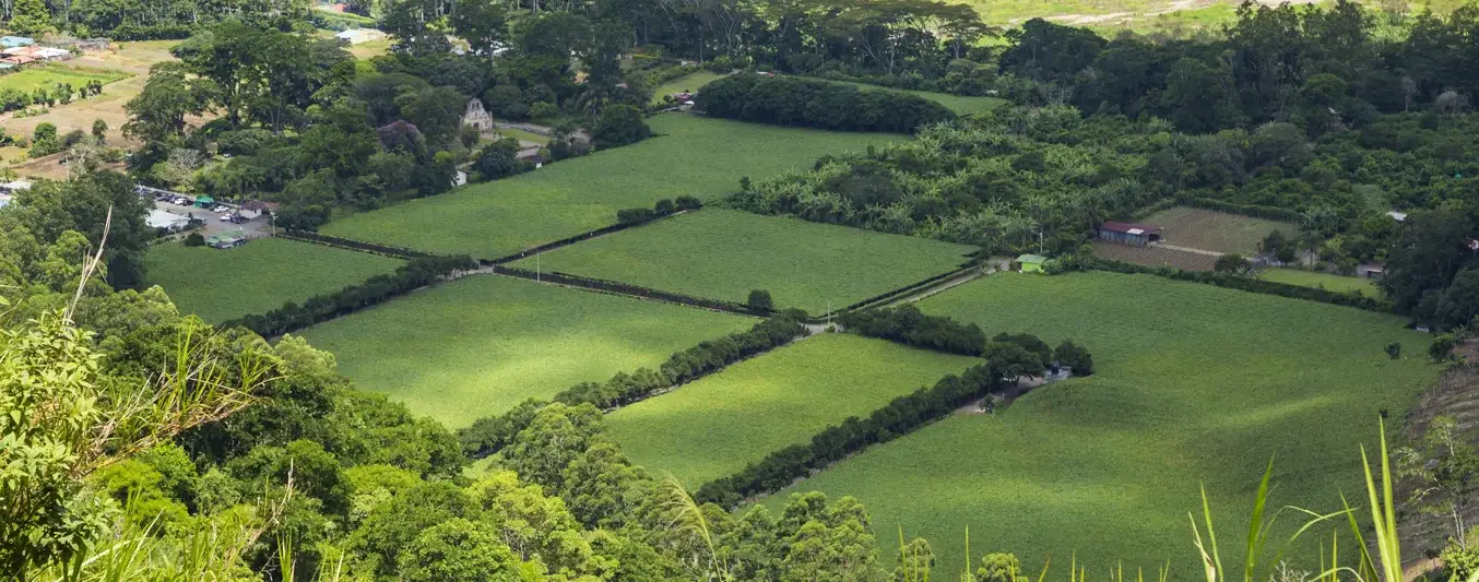 Áreas de Protección para la Producción de Alimentos (APPA) violan la Constitución