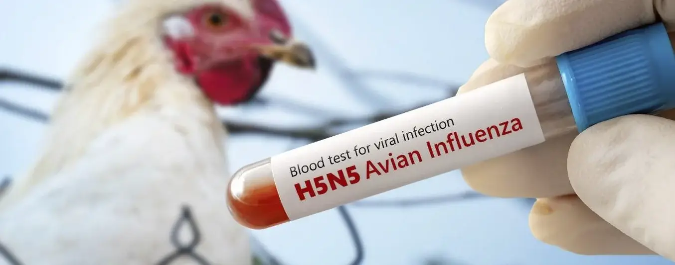 Alerta sanitaria en EEUU por gripe aviar H5N5 en humanos