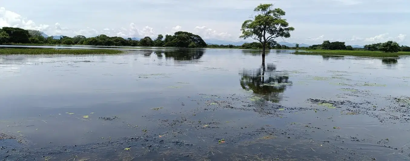Inundaciones de hectáreas de cultivos de arroz