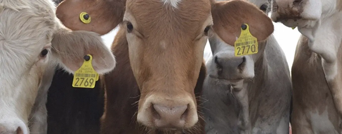 Trazabilidad bovina