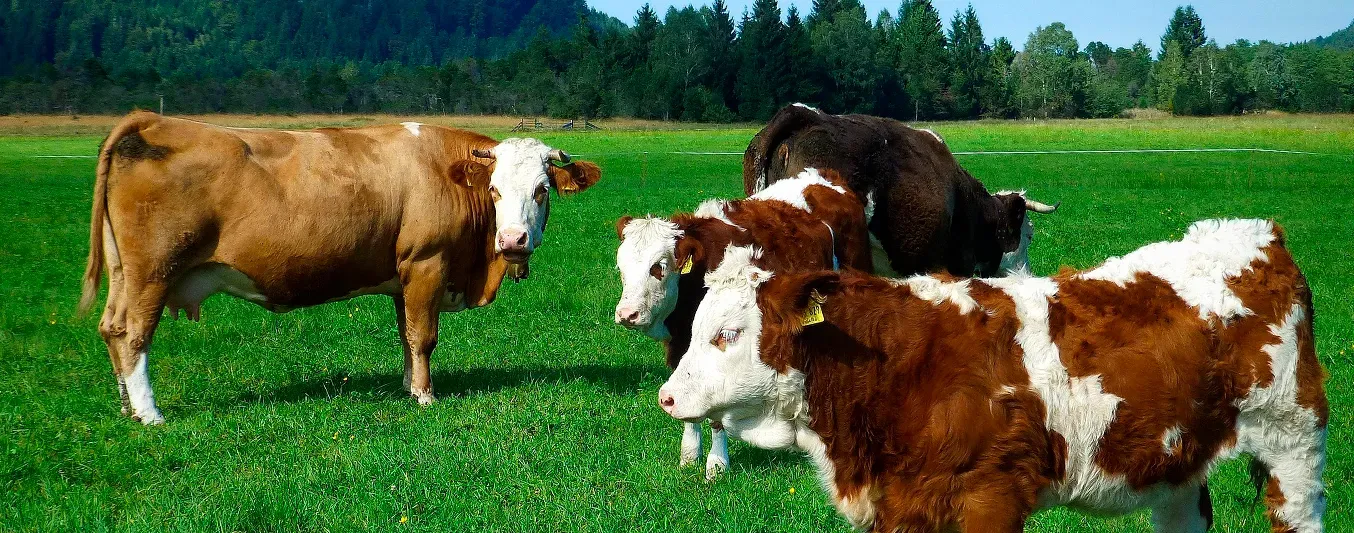 2026 será el Año Internacional de los Pastizales y los Pastores