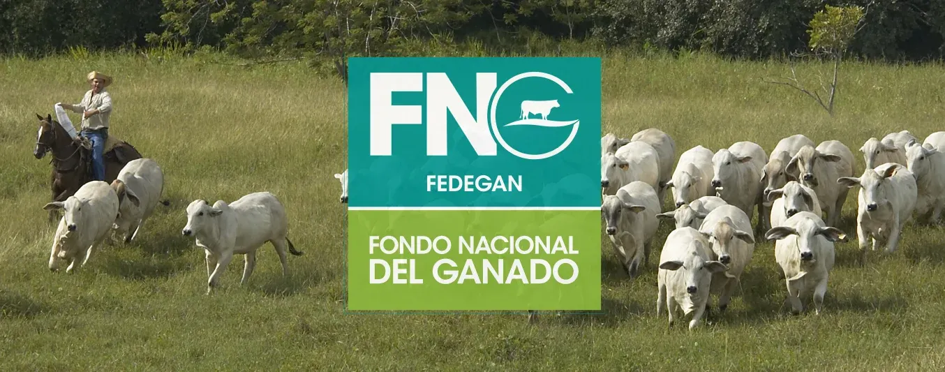 FNG convocatoria