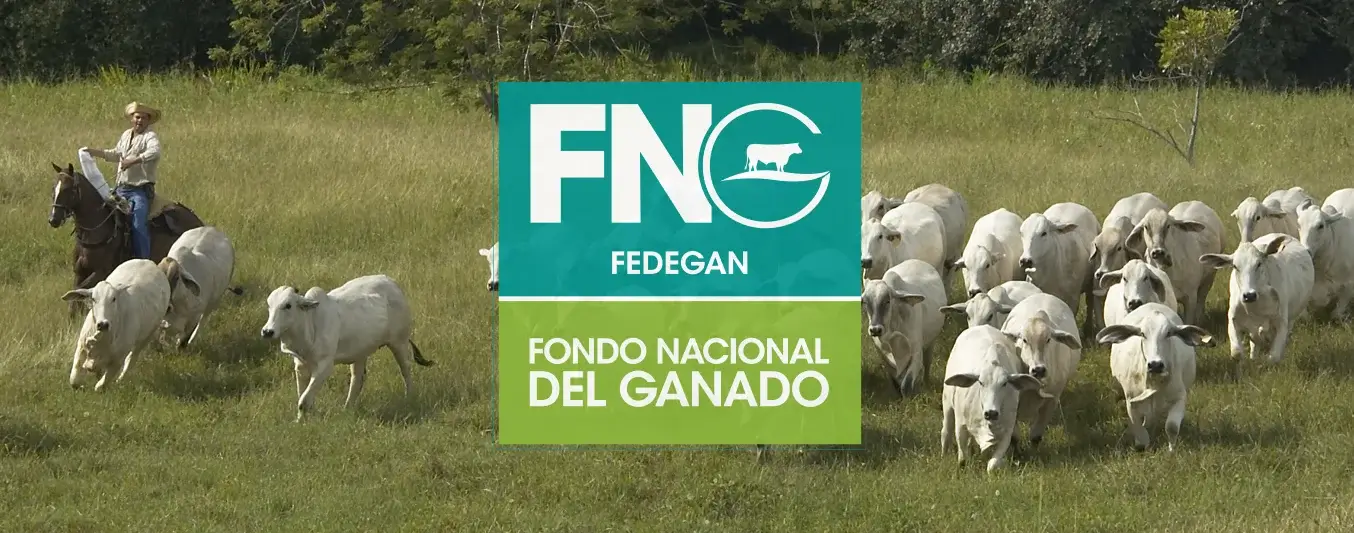 FNG convocatoria