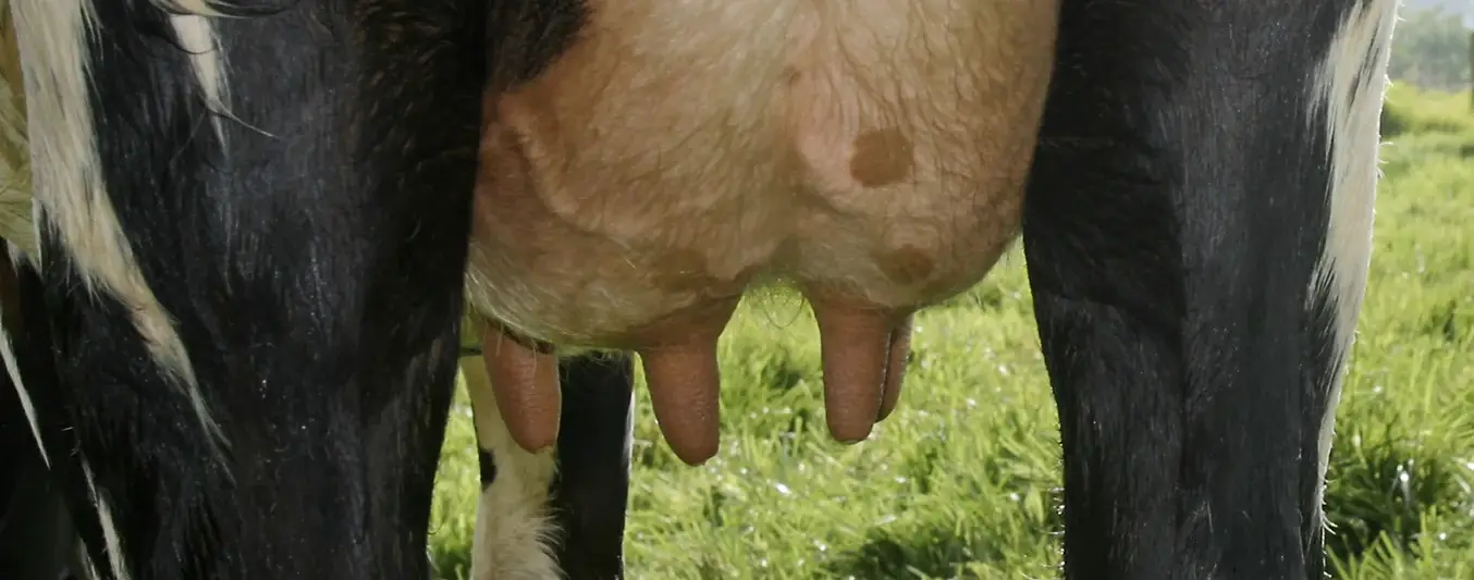órganos más importantes en una vaca lechera