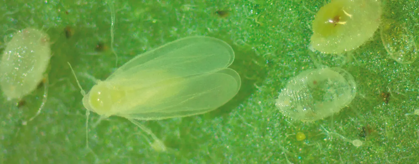 Beneficios de los microorganismos para cultivos y medio ambiente