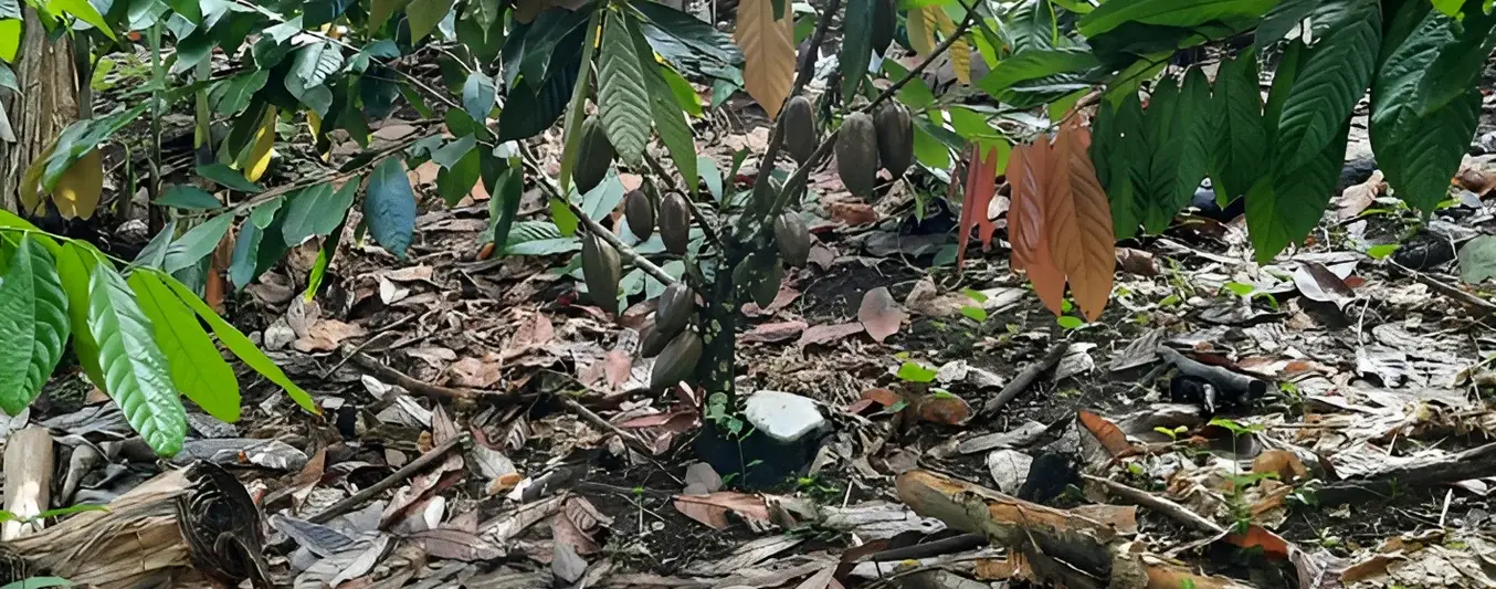 Rehabilitar un cultivo de cacao