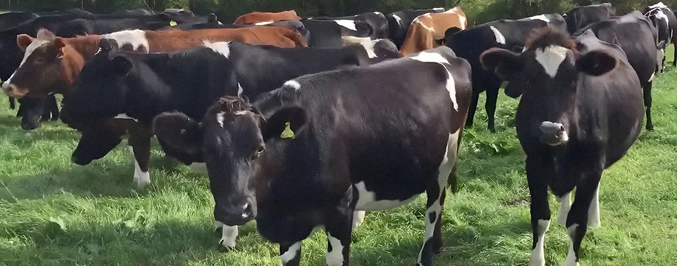 Raza kiwi cross