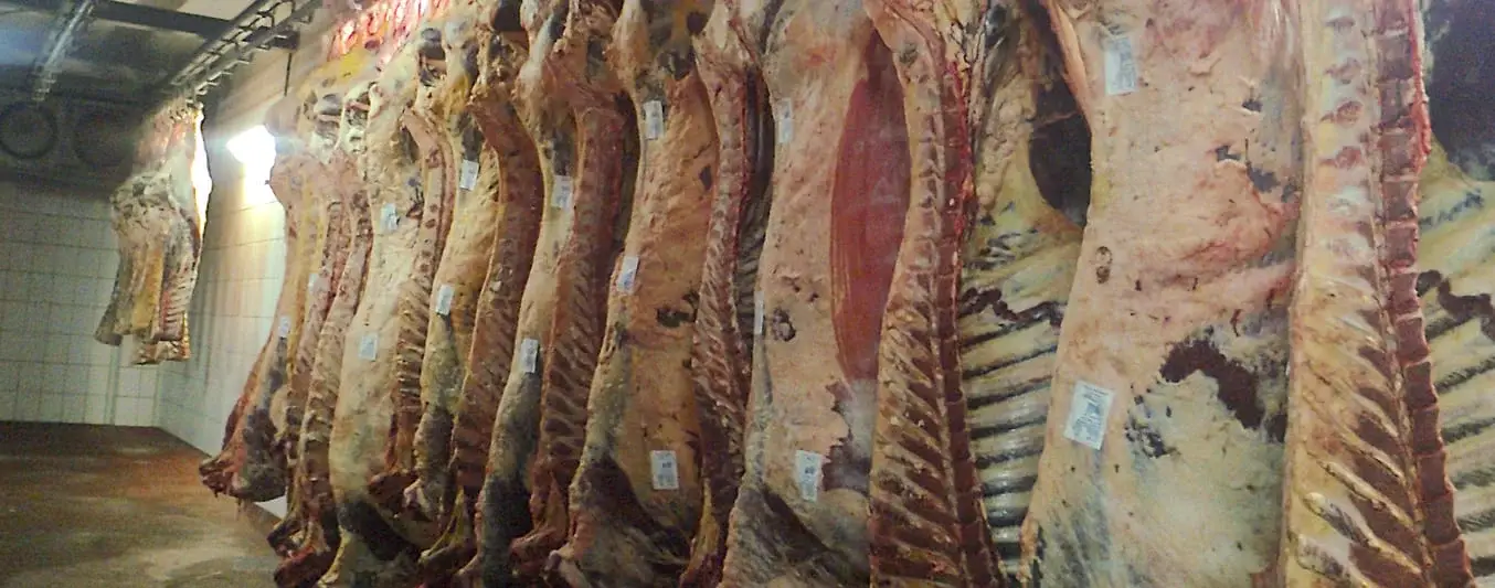 carne de res en canal