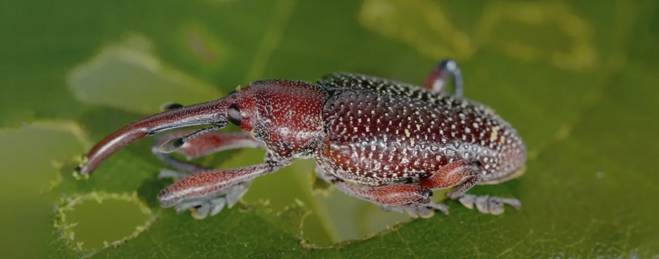 Heilipus lauri