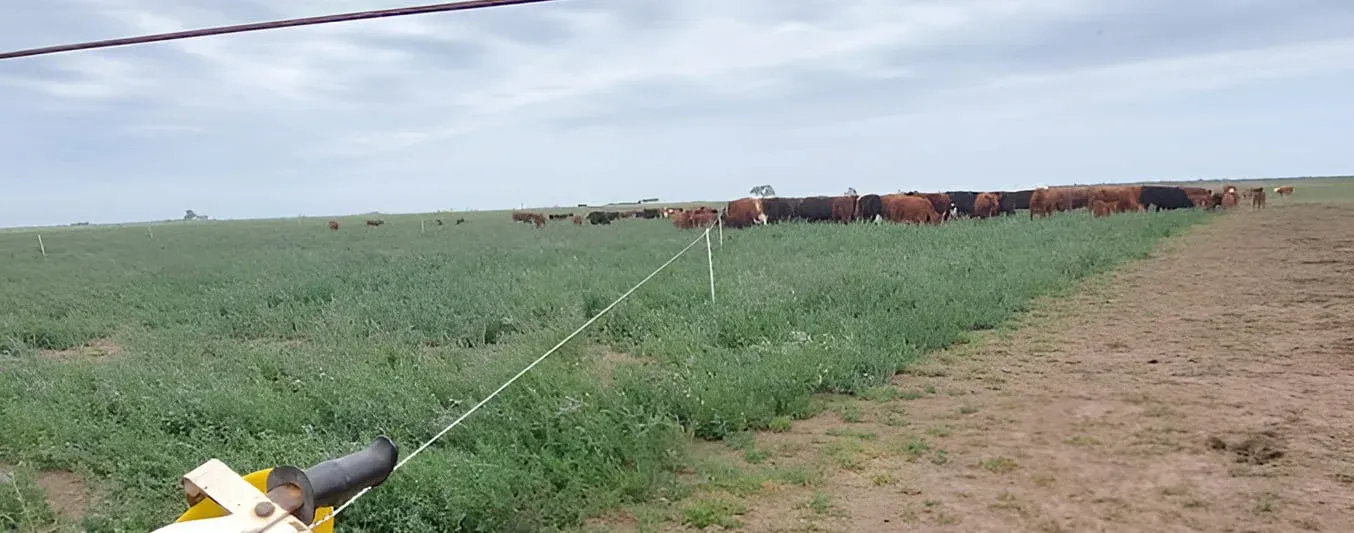 Producir mucha carne con el pasto como protagonista