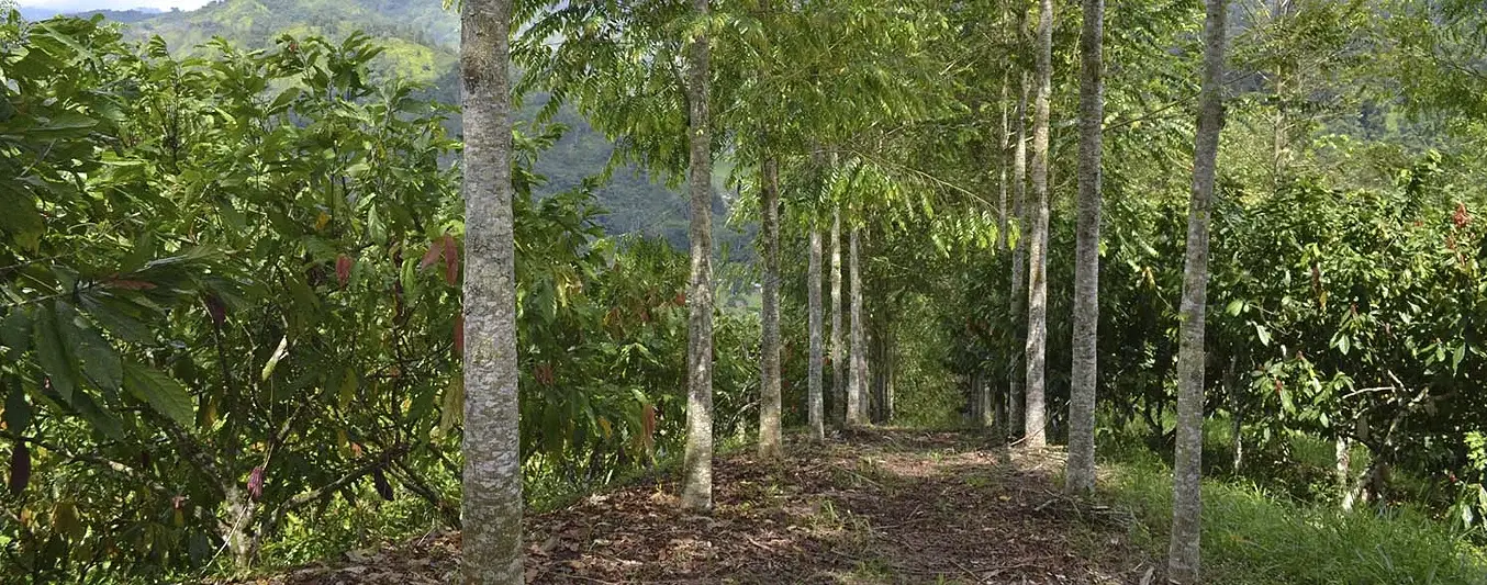 Sistemas agroforestales de cacao