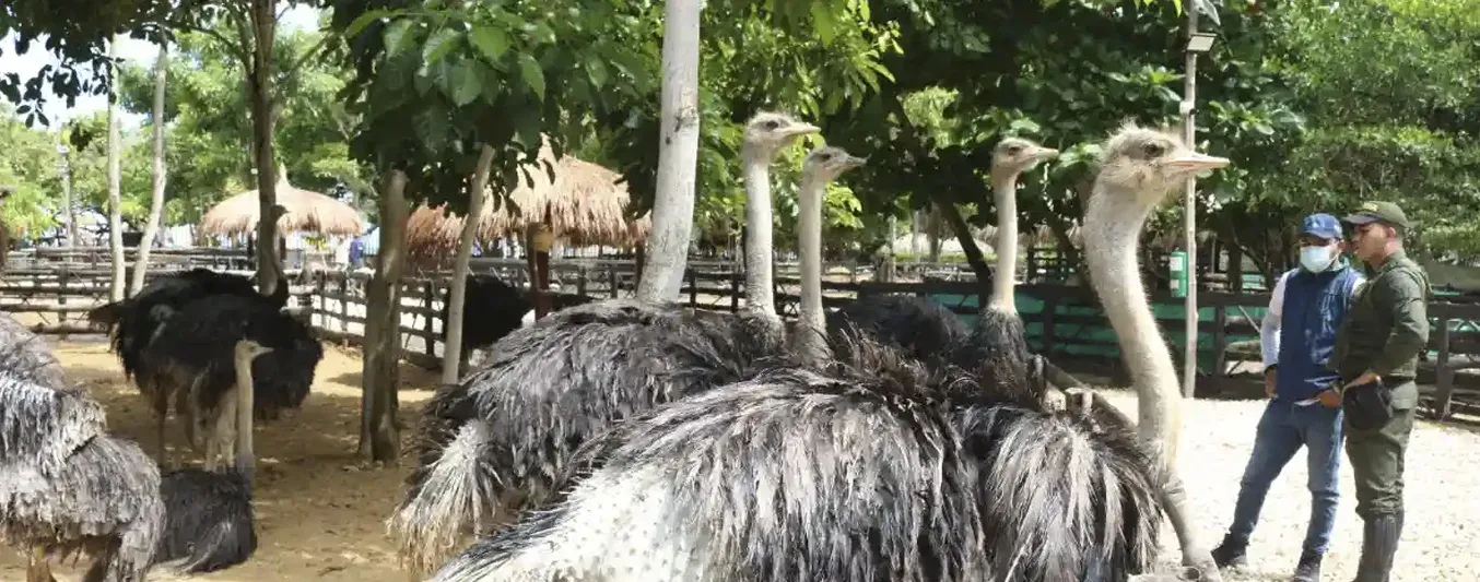 Rescatan a 32 animales silvestres en operativo en Coveñas