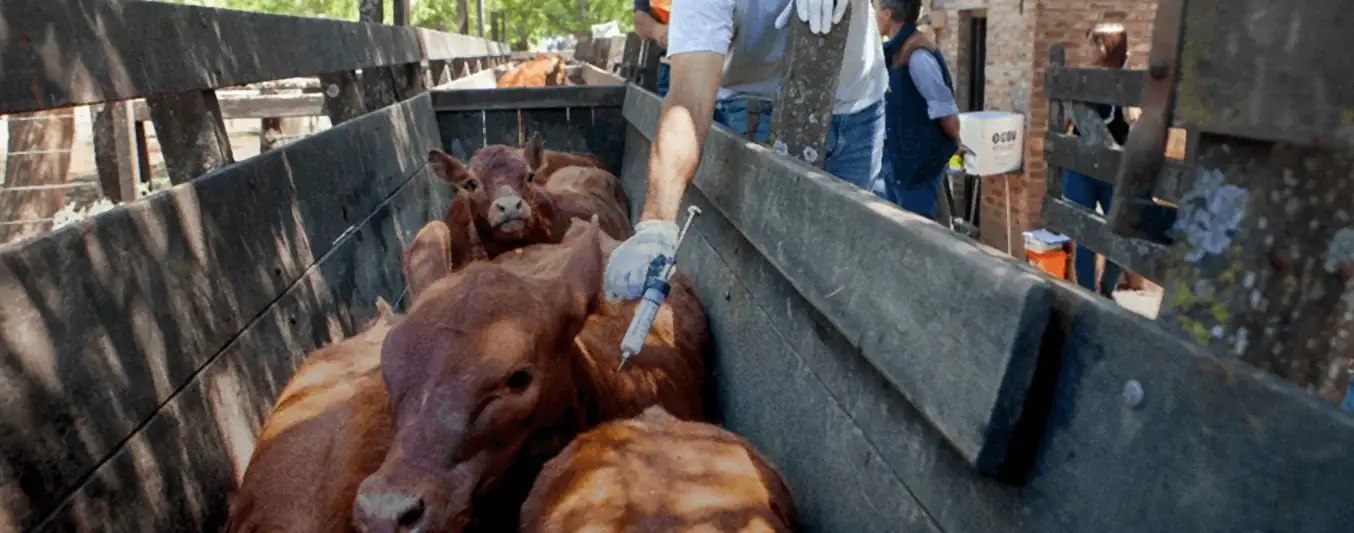 Controversy over Foot and Mouth Disease Vaccine Prices in Argentina Sparks Debate