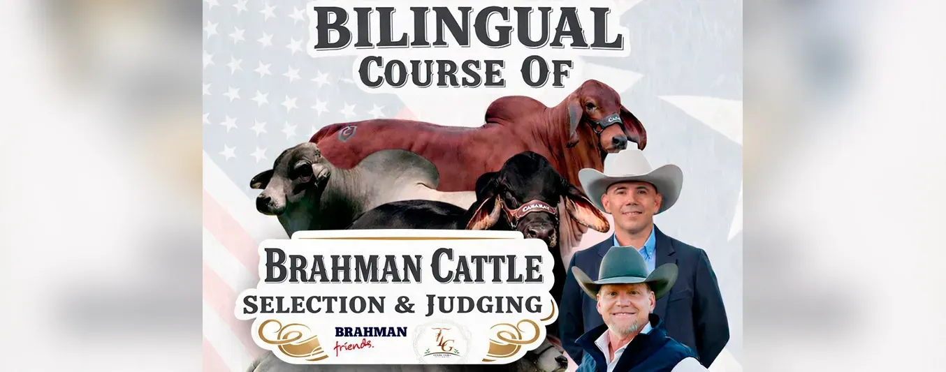 Bilingual course of brahman cattle