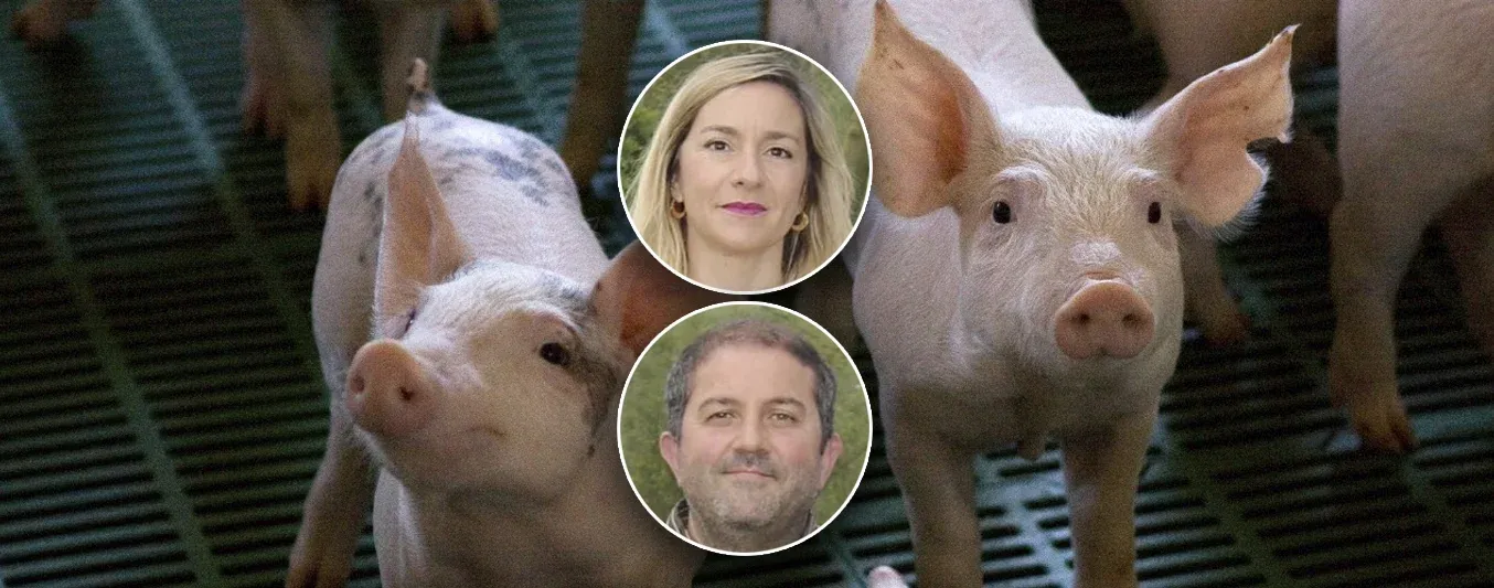 En España, veterinarios patentan IA para detectar enfermedades en porcinos