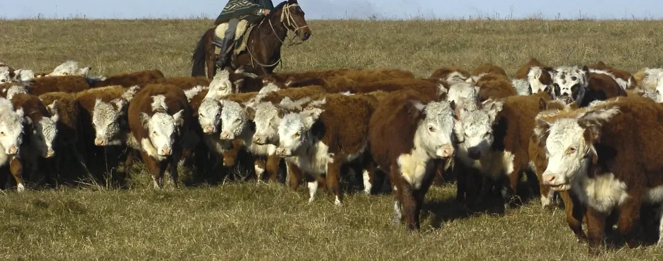 uruguay pais con mas vacas en el mundo