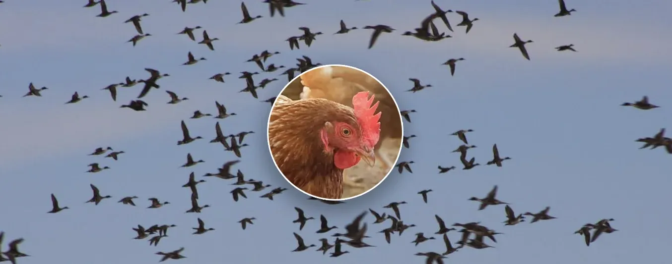 Aves migratorias podrían traer influenza aviar