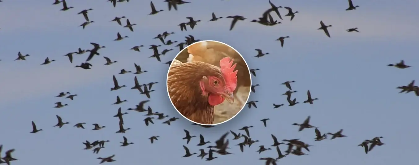 Aves migratorias podrían traer influenza aviar