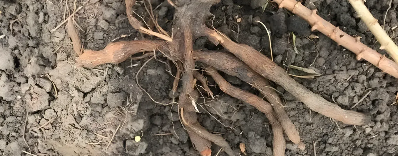 Cuero de sapo, la enfermedad de la yuca