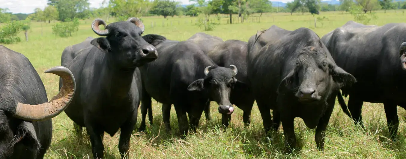 Crecimiento de búfalos en Colombia