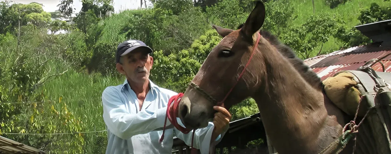 ICA brinda recomendaciones frente a encefalitis equina