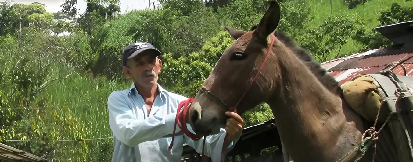 ICA brinda recomendaciones frente a encefalitis equina