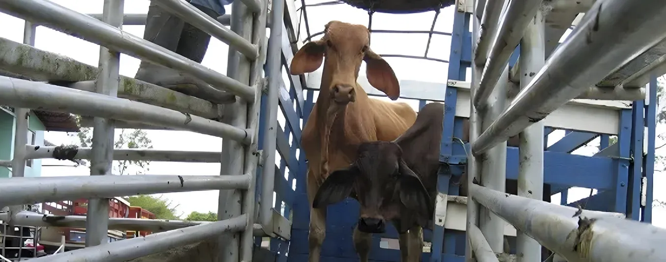Transporte de bovinos