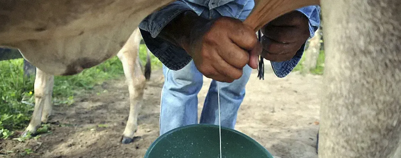 Se dispara precio de leche pagado al productor en Arauca