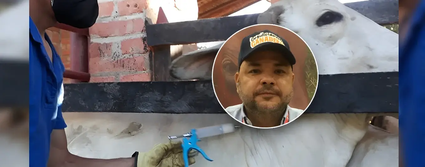 Casanare es el 1er departamento en vacunar el 100 % de su población bovina contra aftosa en el país