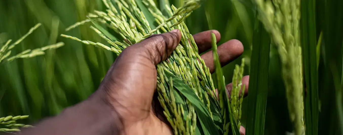 Producción de arroz