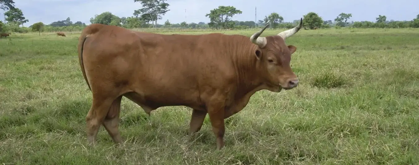 Toros de bajo peso