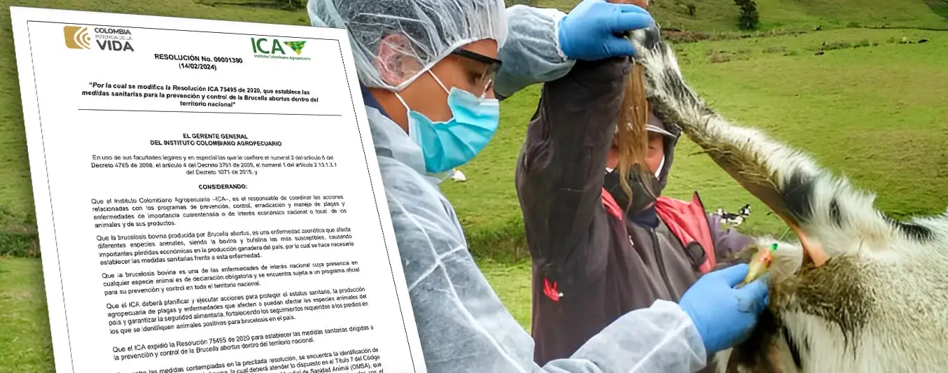 modificacion-resolucion-ica-brucelosis-bovina
