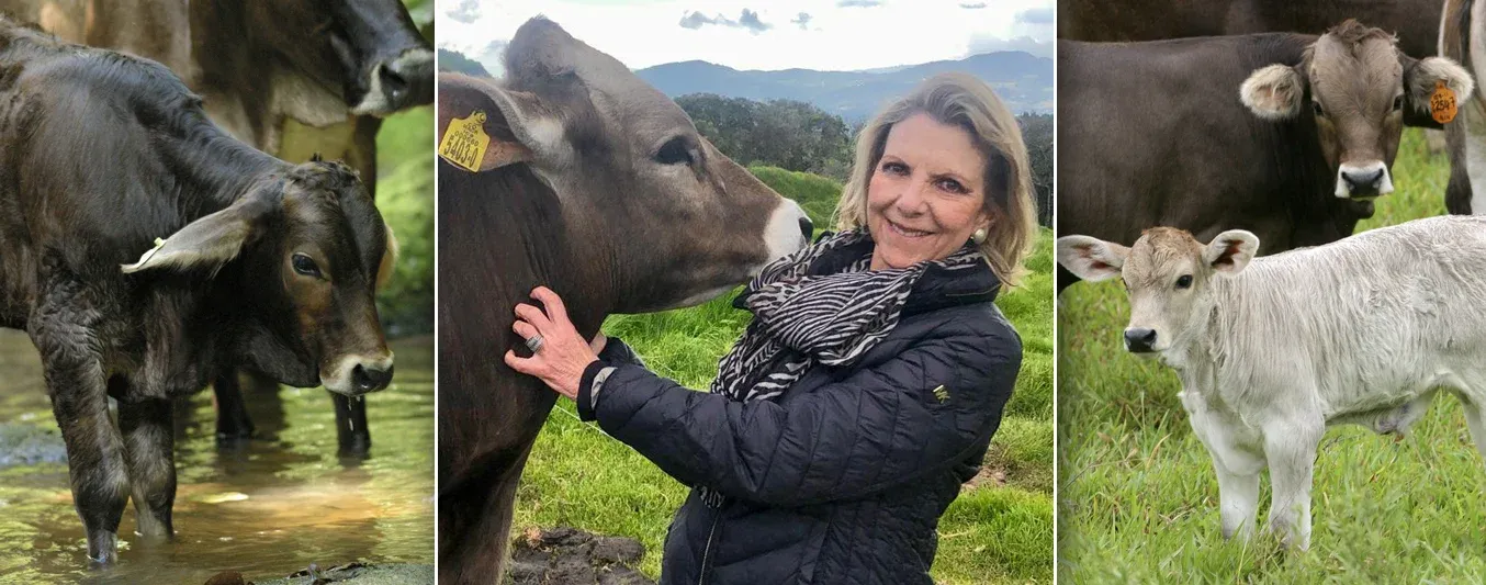 la raza pardo suizo de hoy es ideal para el trópico