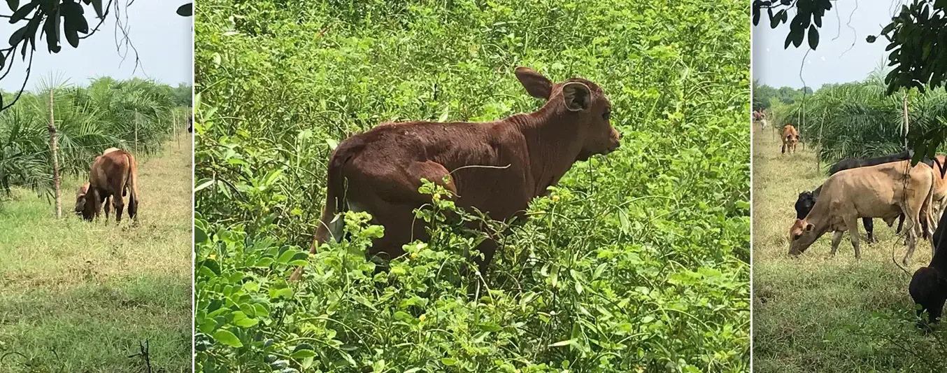 Nació el primer macho de raza compuesta