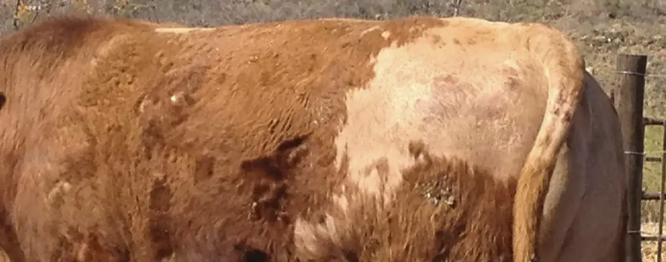 Alopecia en bovinos