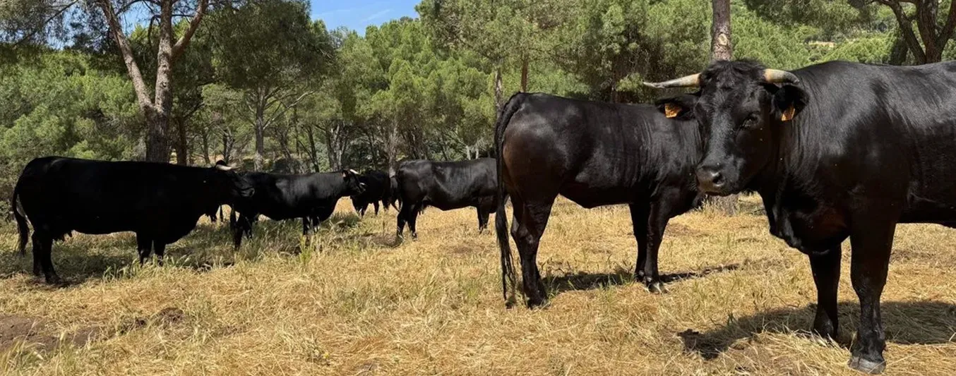 En España le están pagando a los ganaderos por poner sus vacas a disposición para pastorear y así evitar incendios forestales