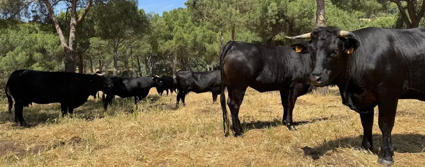 En España le están pagando a los ganaderos por poner sus vacas a disposición para pastorear y así evitar incendios forestales