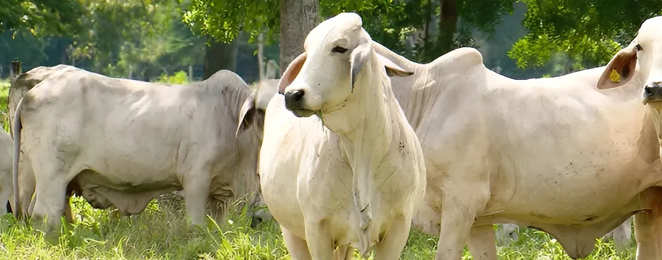Principios básicos para escoger una donador