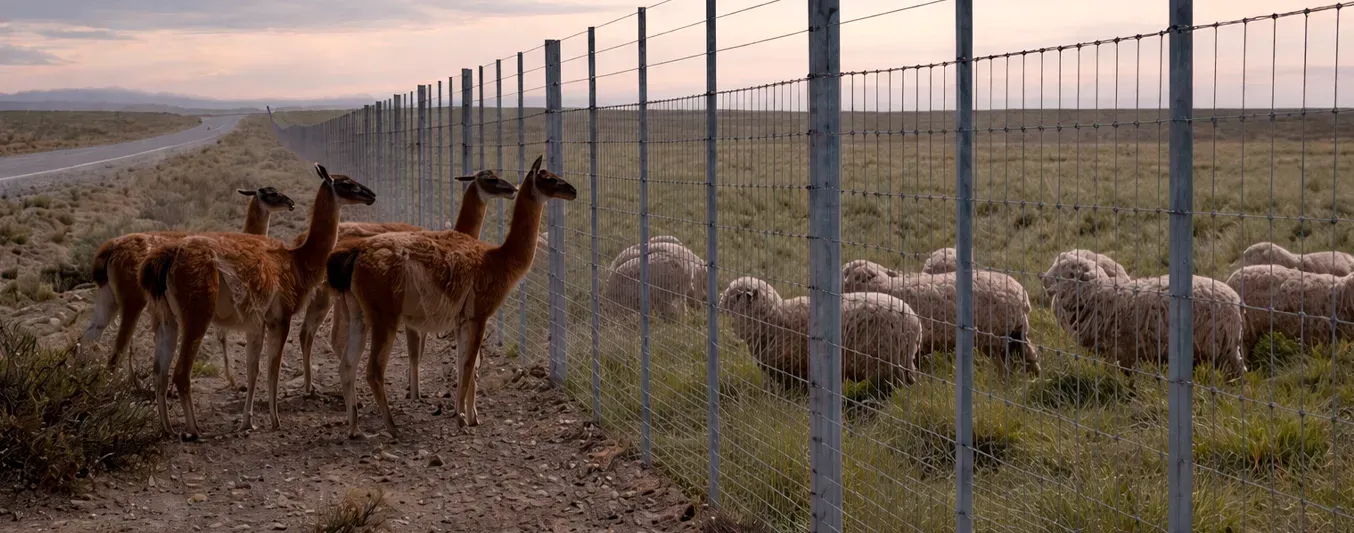 El muro de 300 kilómetros que construirá Argentina para proteger su ganadería
