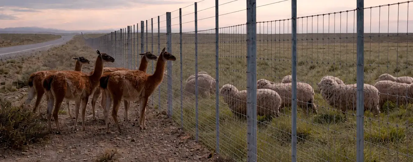 El muro de 300 kilómetros que construirá Argentina para proteger su ganadería