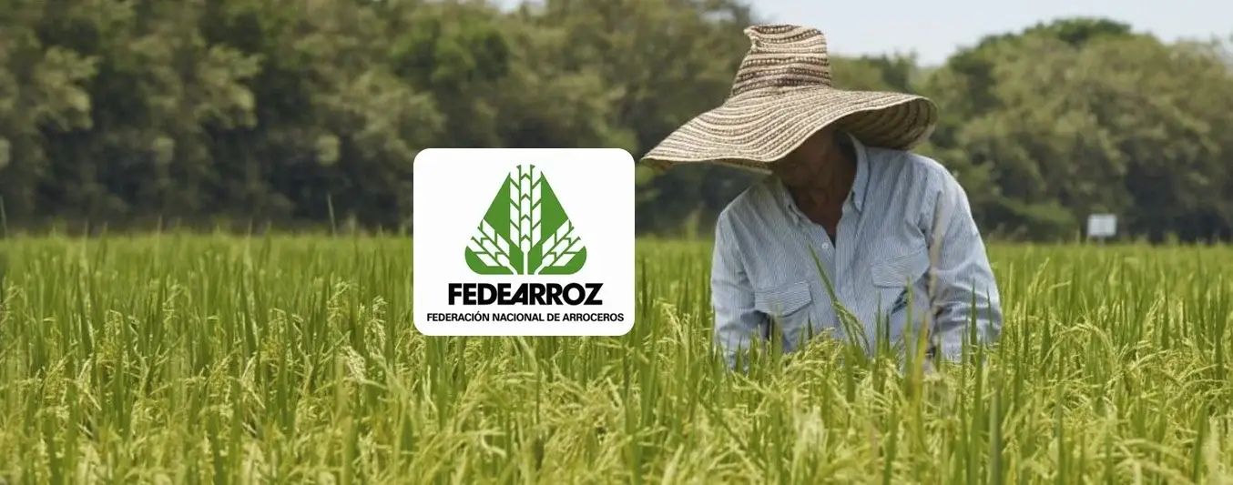 Fedearroz advirtió caída de precios