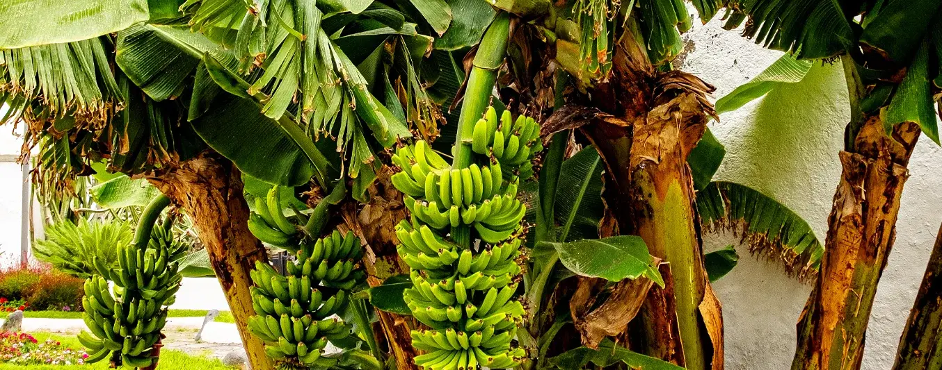 tallo-platano-alimentacion-bovina