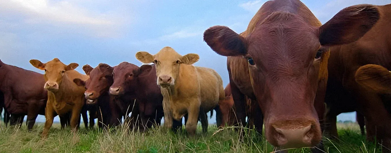 rendimiento en canal del ganado de engorde