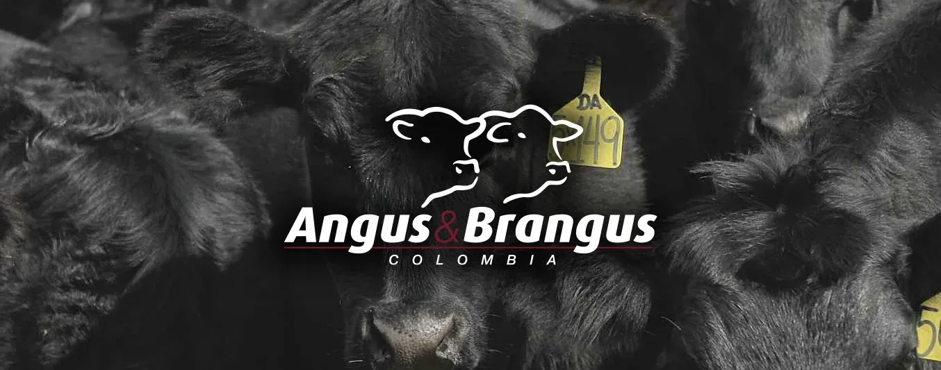 Evolución de la Asociación Angus y Brangus, 29 años de trabajo