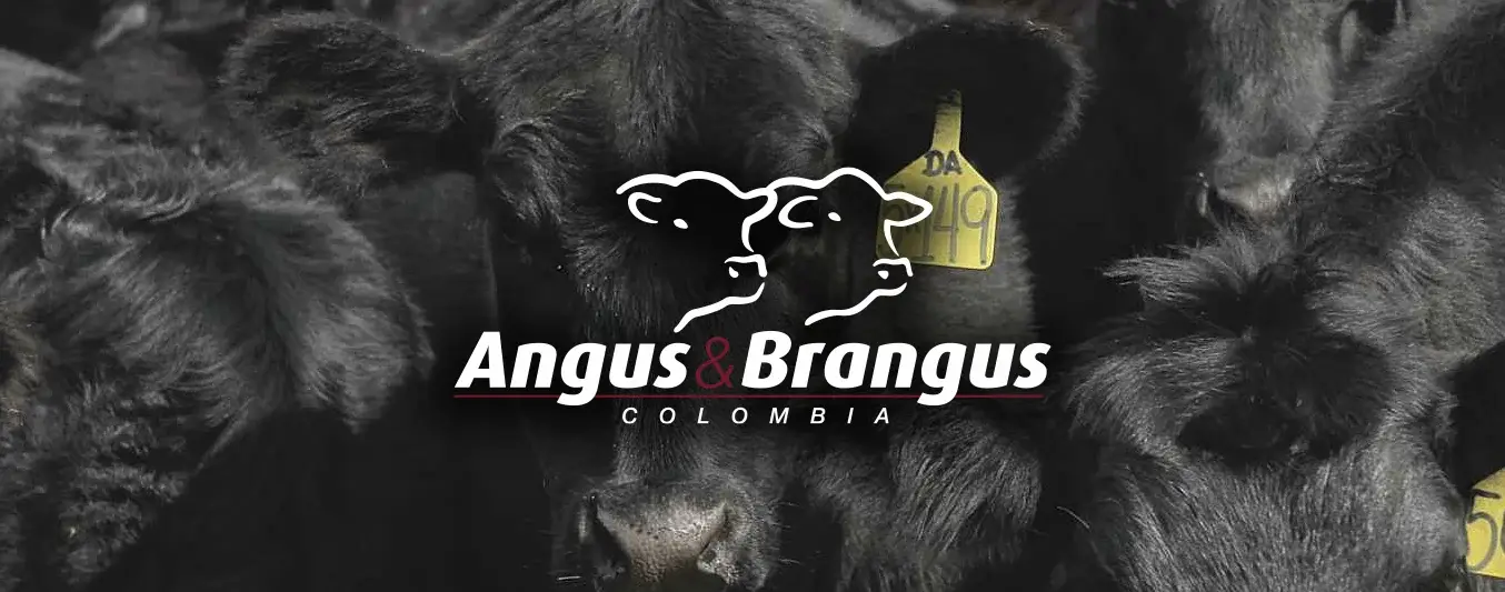 Evolución de la Asociación Angus y Brangus, 29 años de trabajo