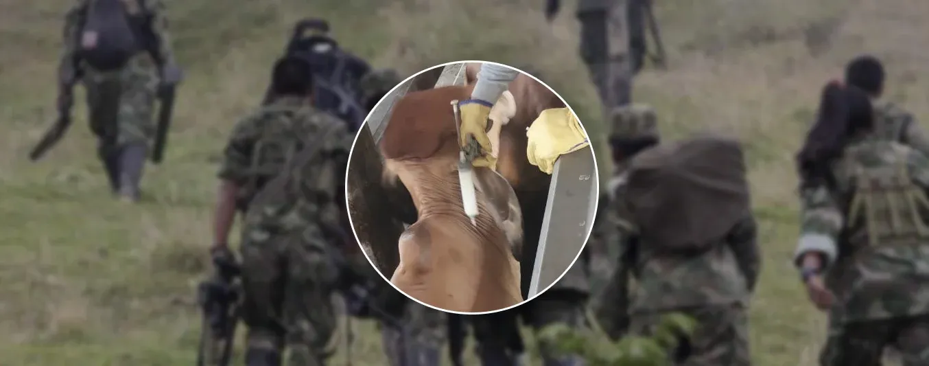 Inseguridad arruina vacunación ganadera