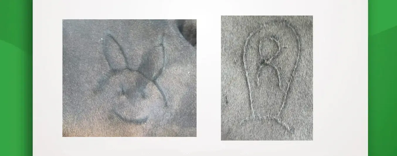 17 reses han sido robadas en municipios de Pinto, Magdalena