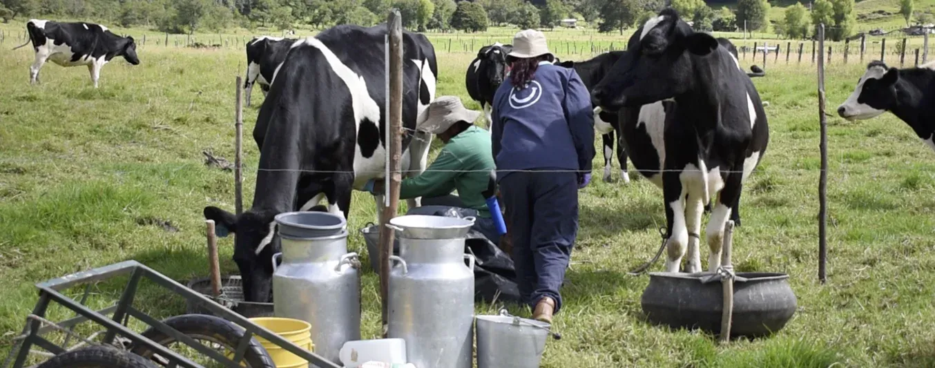Ganadería es la mayor generadora de empleo del sector agropecuario